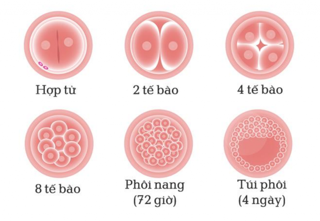 Quá trình phân chia tế bào của trứng đã thụ tinh