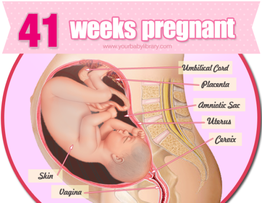 Được biết, các chuyên gia y hoa nhận định, tuần thai thứ 41 được xem là thời điểm thích hợp để bé chào đời