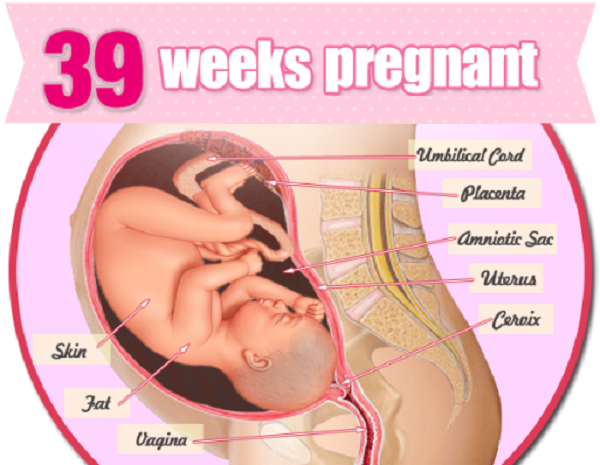 Thực tế, khi thai 39 tuần tuổi, bé đã phát triển hoàn thiện và sẵn sàng để chào đời bất cứ lúc nào